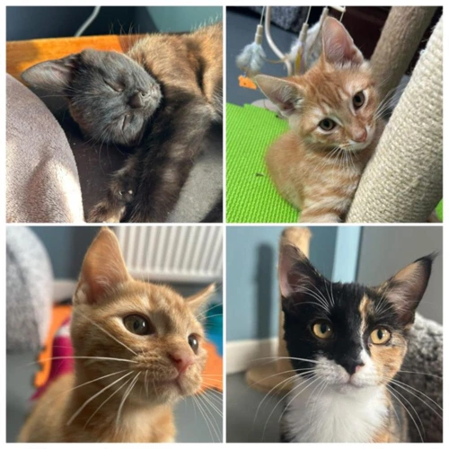 Colour kittens x4