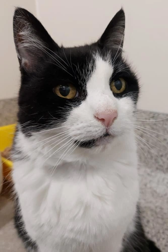 Fifi with Fidel 15yr Female INDOOR ONLY