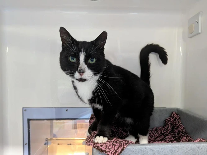 Mittens