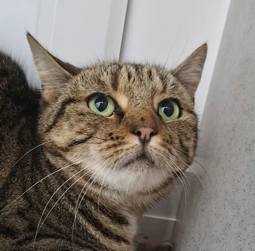 Tigger