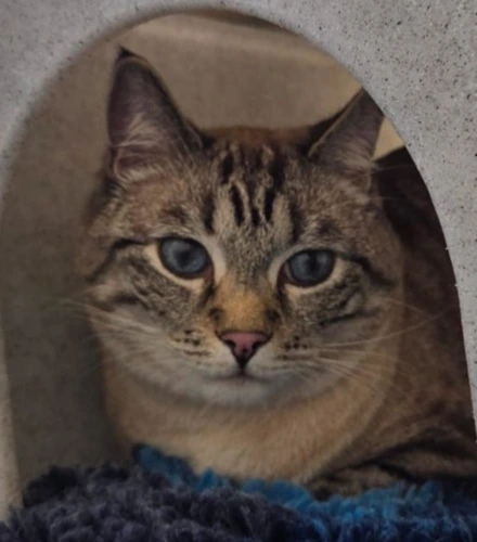 Otis