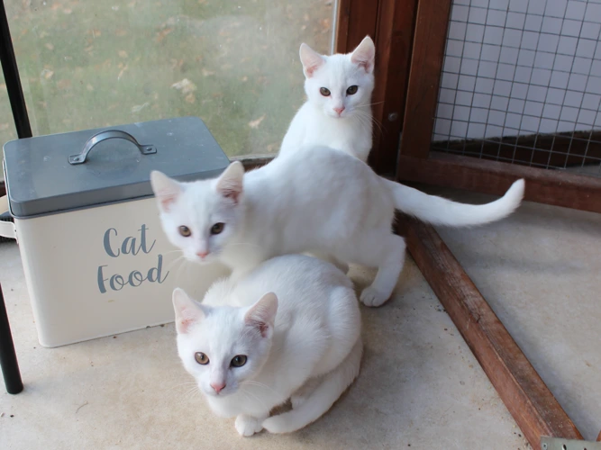 Bramley, Rowan and Cinnamon