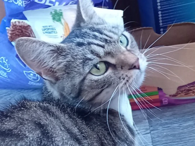 Kitty