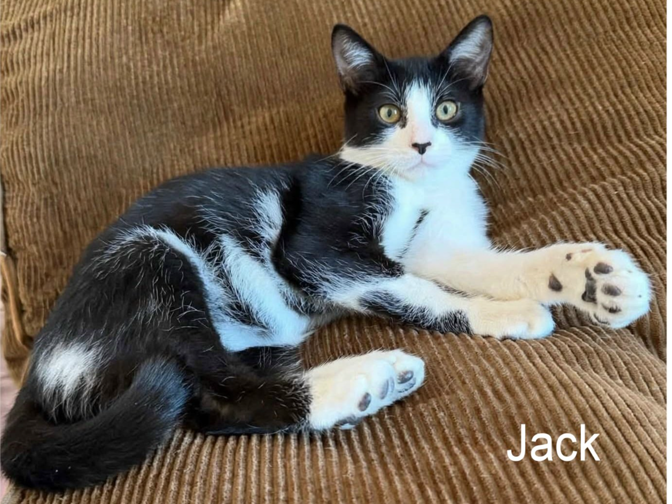 JACK