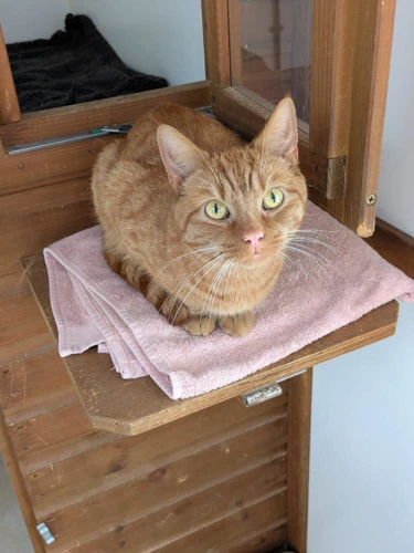 Chicco