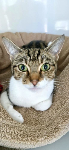 Sultana