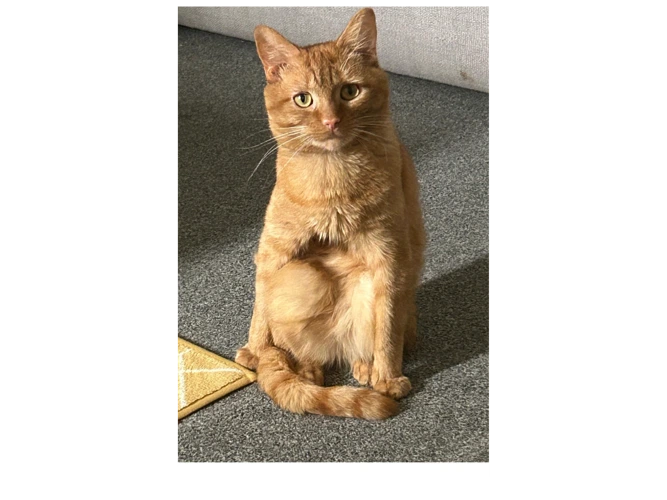 Tigs