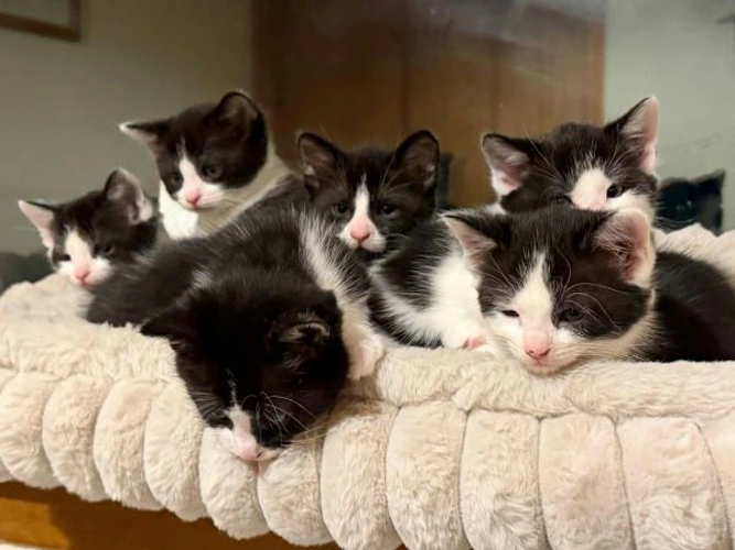 Kittens