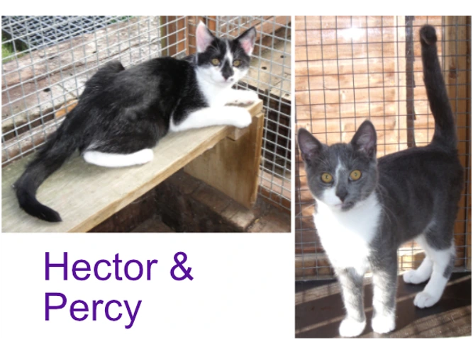 Hector & Percy