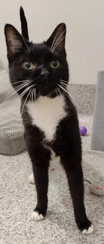 Sampson 9 Year Old Male
