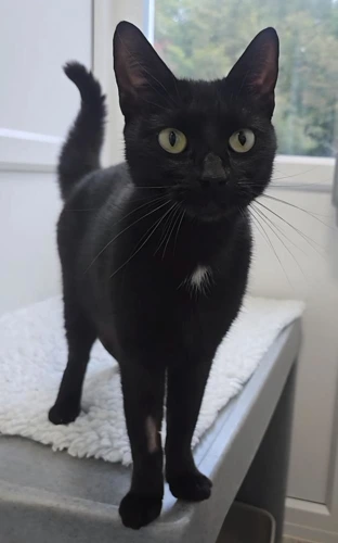 Rhaenyra