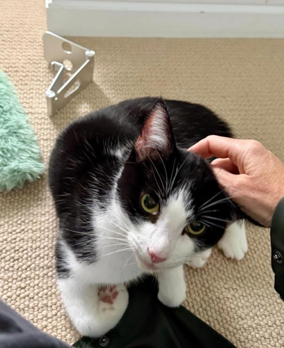 Cosmic 3 Year Old Male