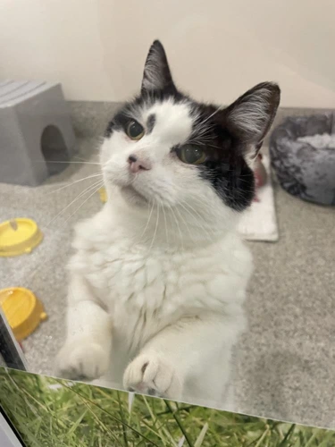Amarantha 7 Year Old Female