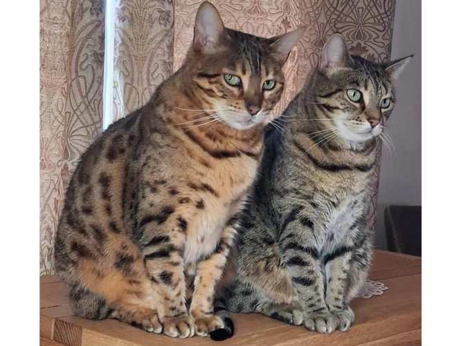 Sasha and Tessa
