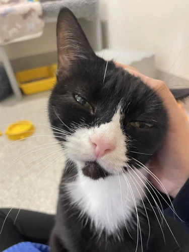 Memphis 10 Year Old Male