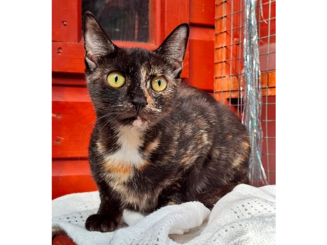 Meela