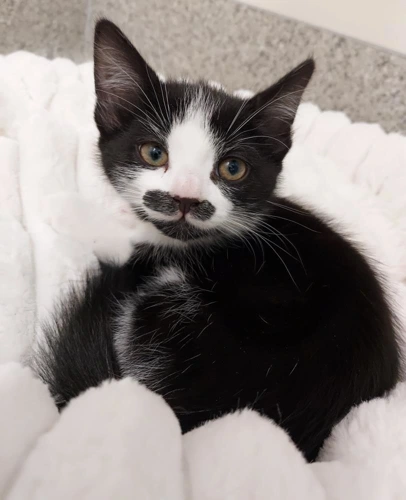 Dill Dali now Claudia 9 Week Old Female
