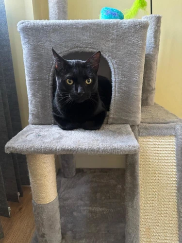 Suki