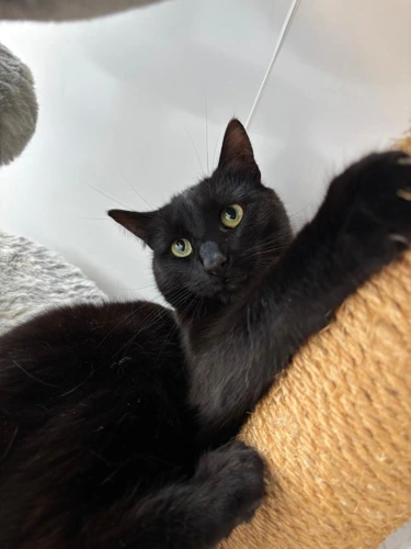 Saphira