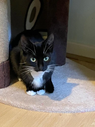 Frankie