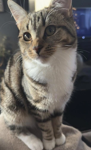 Jellybean