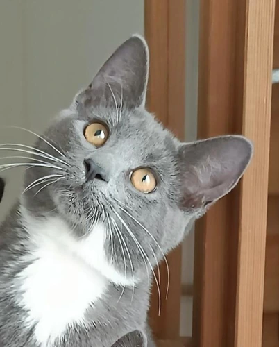 Kitten George