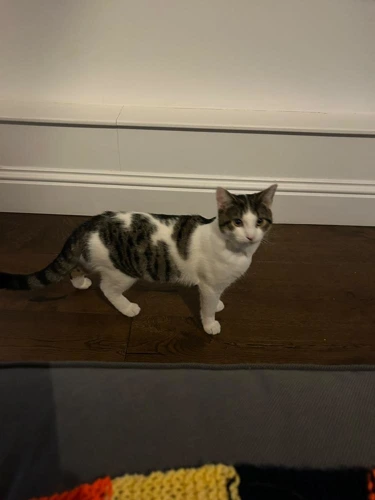 Milo
