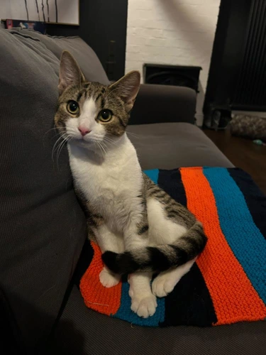 Tigger