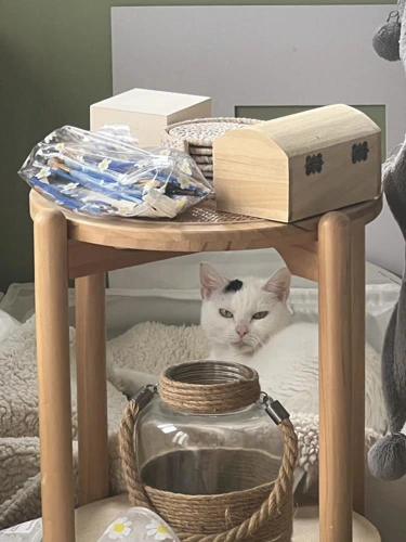 Splodge Outdoor home needed