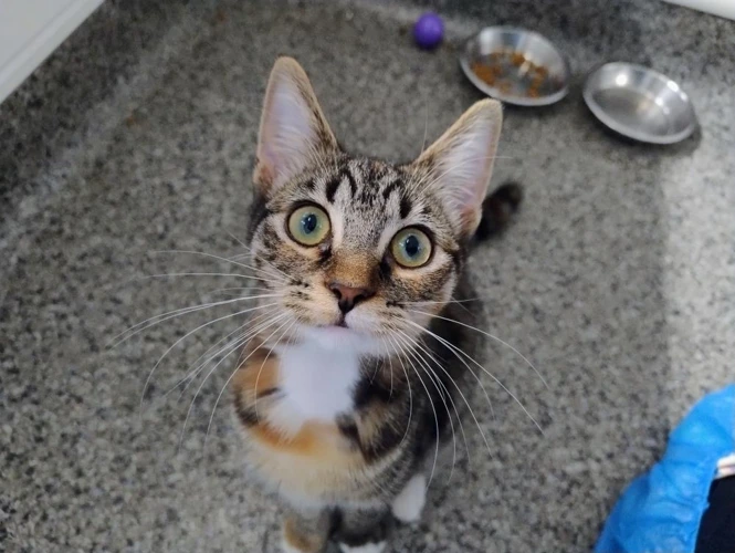 Kiara