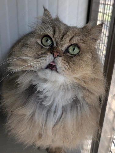 Tiggi