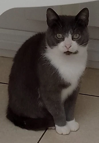 Lulu