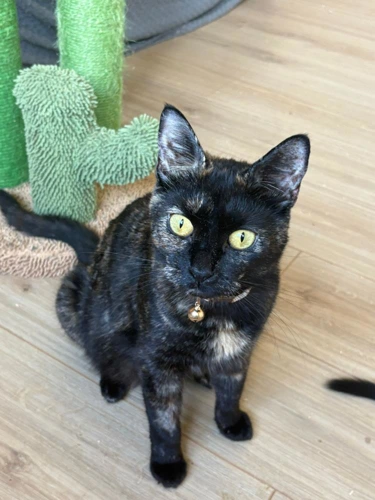 Mavis