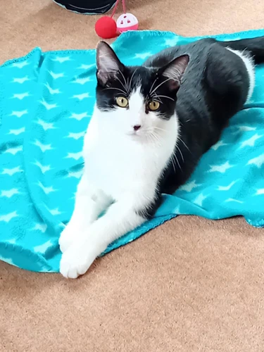 Loki