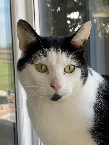 Sammy