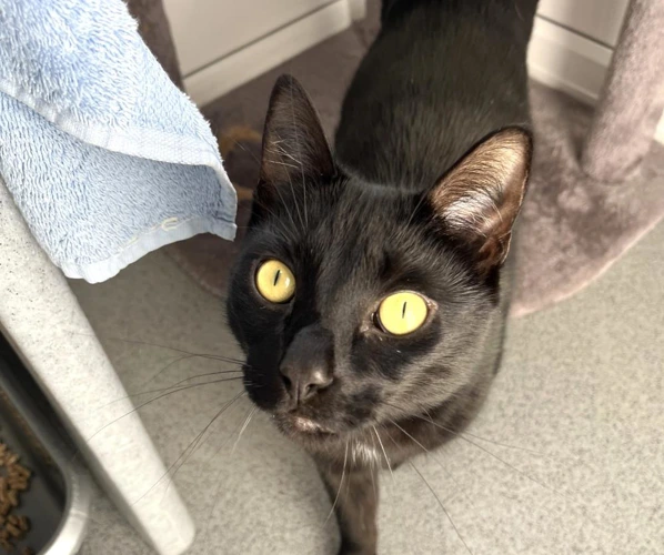 Kit