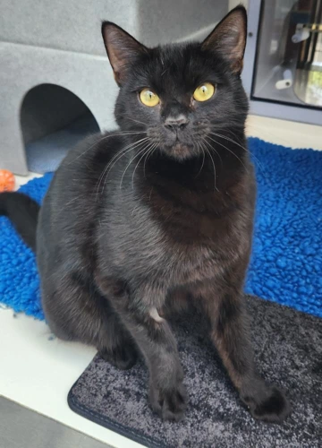 Wispa