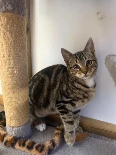 Juniper