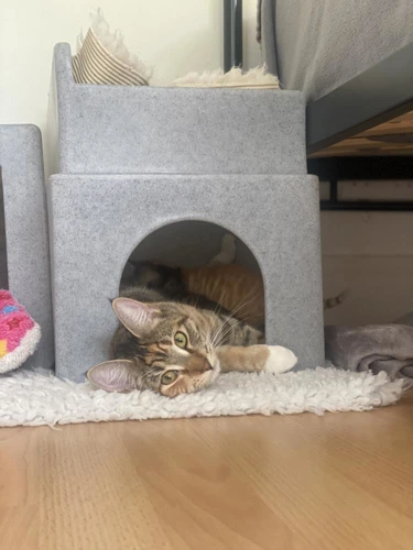 Willow