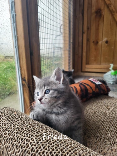 Frieda