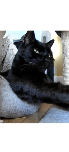 Raven *INDOOR CAT* - 15years