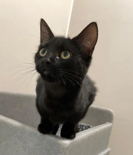 Worm 5m female kitten