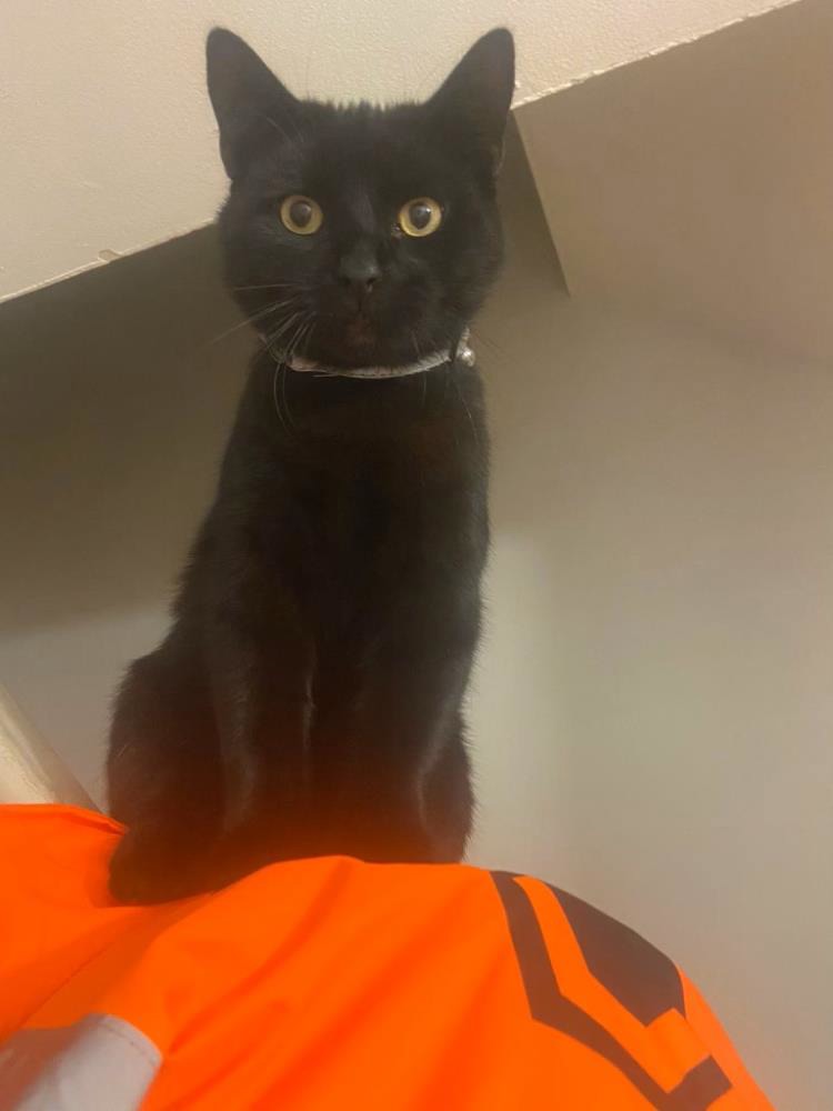 Find a cat near you Adopt a cat Cats Protection