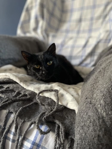 Myrtle