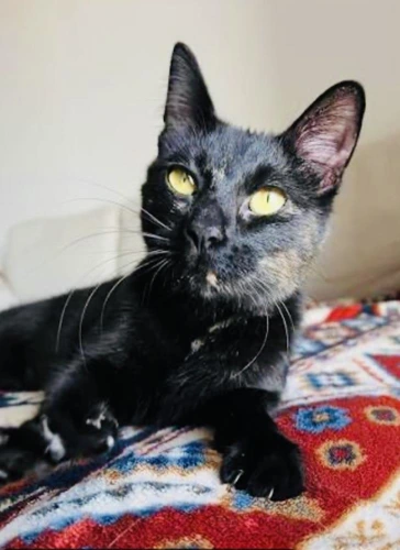 Bellatrix