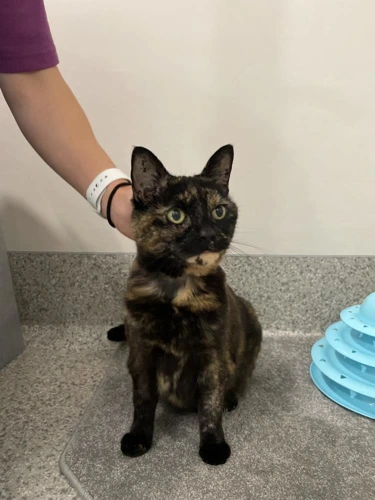 Tilly INDOOR CAT