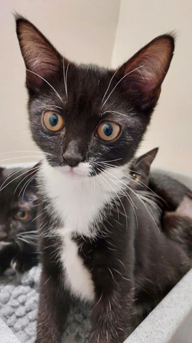 Douglas 16w male kitten