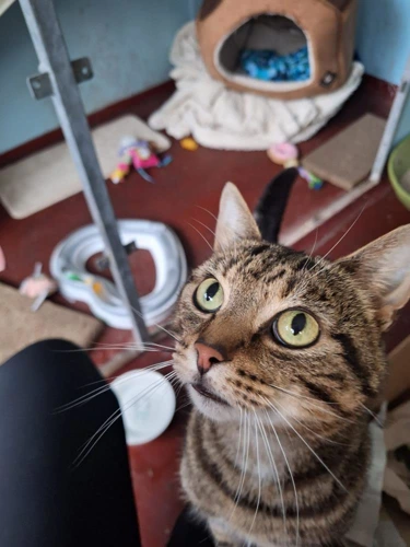 Taz