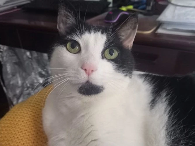 Hugo