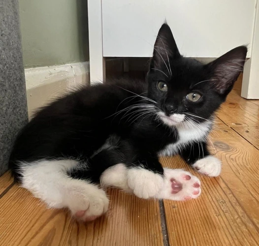 Newt kitten
